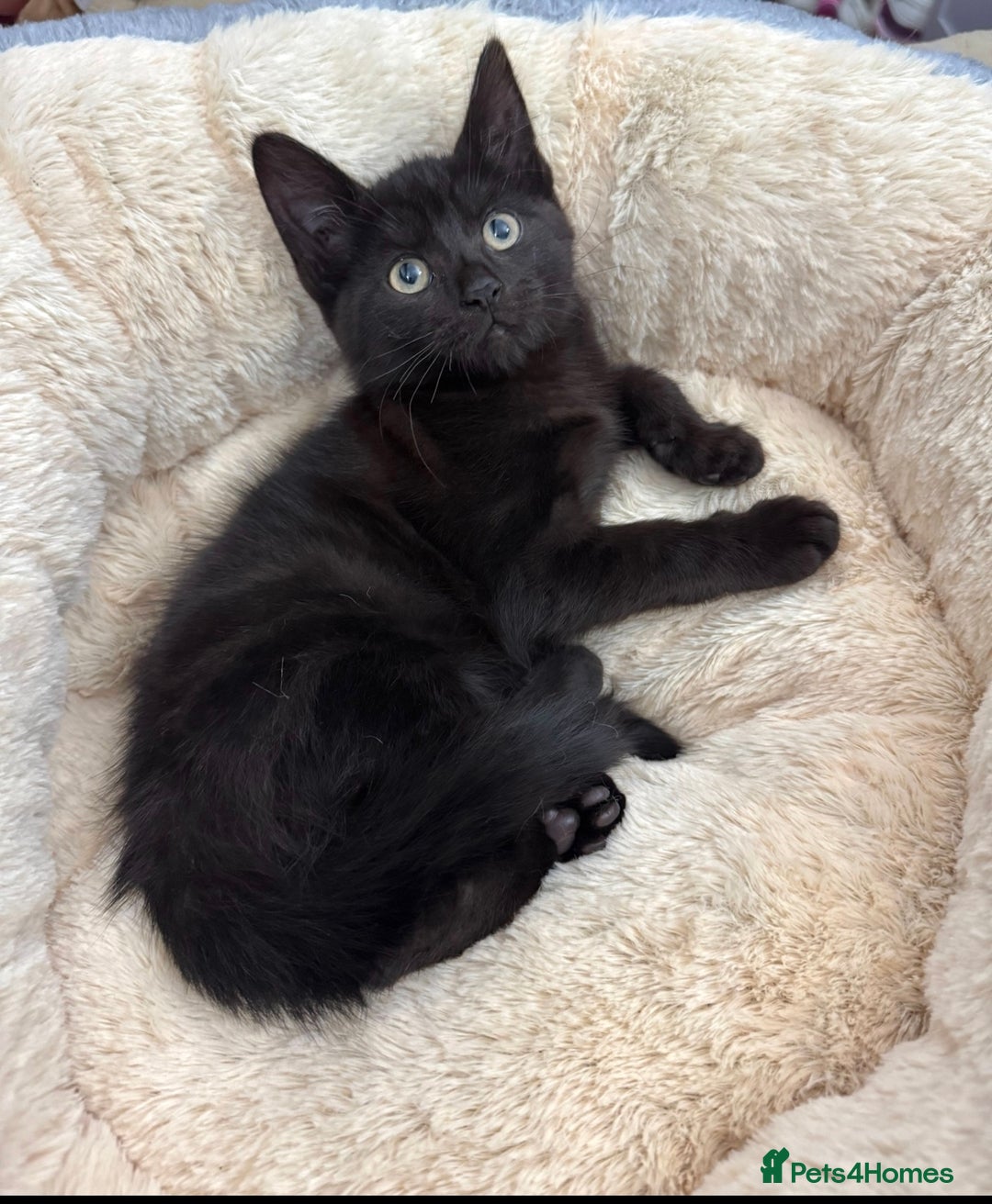 Mixed Breed cats for sale: FAMILY KITTYS  - Image 6