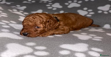 Cockapoo dogs - Advert 10