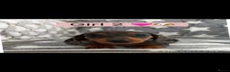 Dachshund dogs for sale: 🐾 Beautiful  Miniature Dachshund Puppies 🐾 - Advert 5