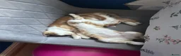 Mixed Breed cats for sale: Two Beautiful Ginger Kittens Looking for Home in Bedford - Advert 3