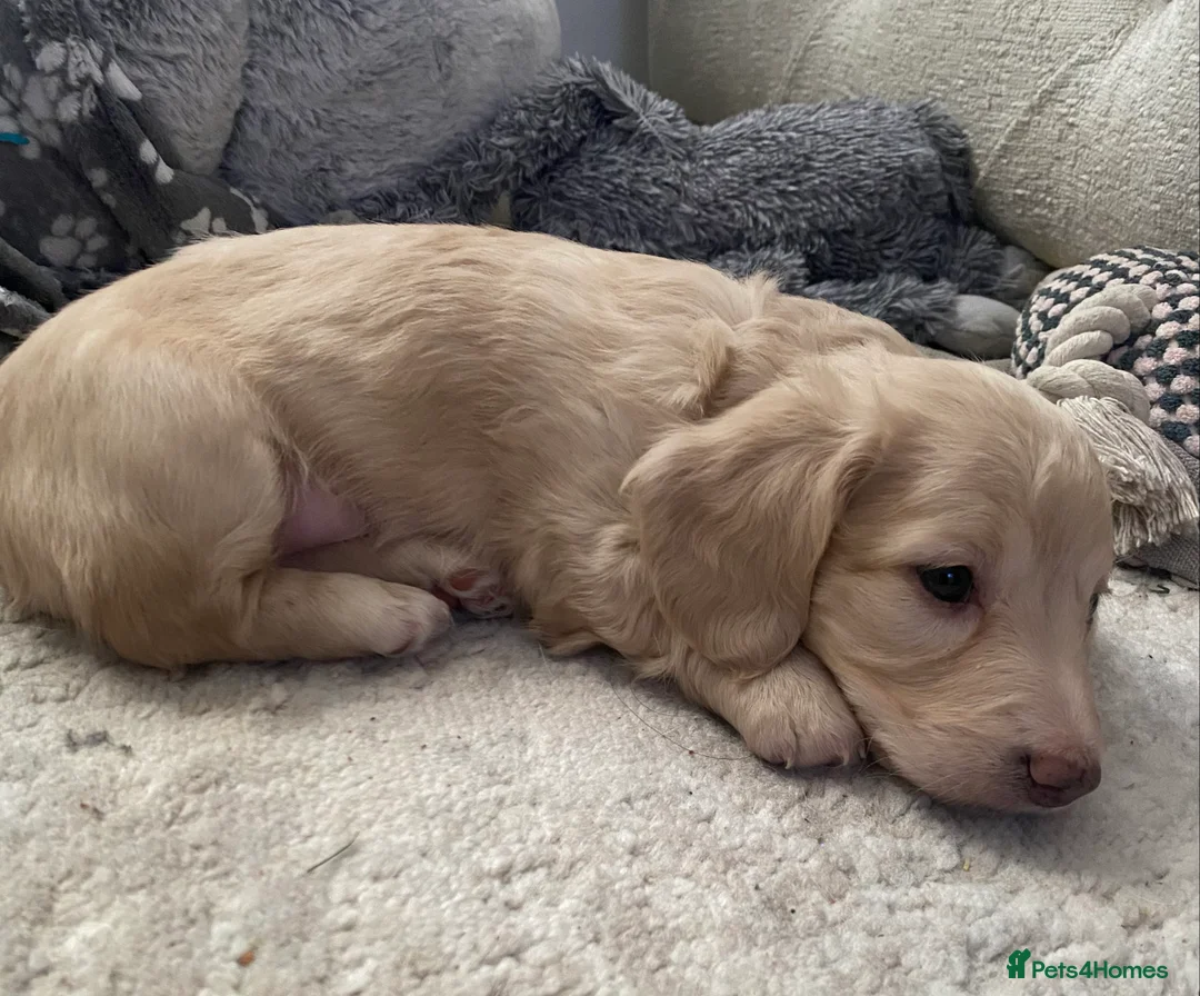 Miniature Dachshund dogs for sale: Long-Haired Miniature Cream Dachshund - Advert 8