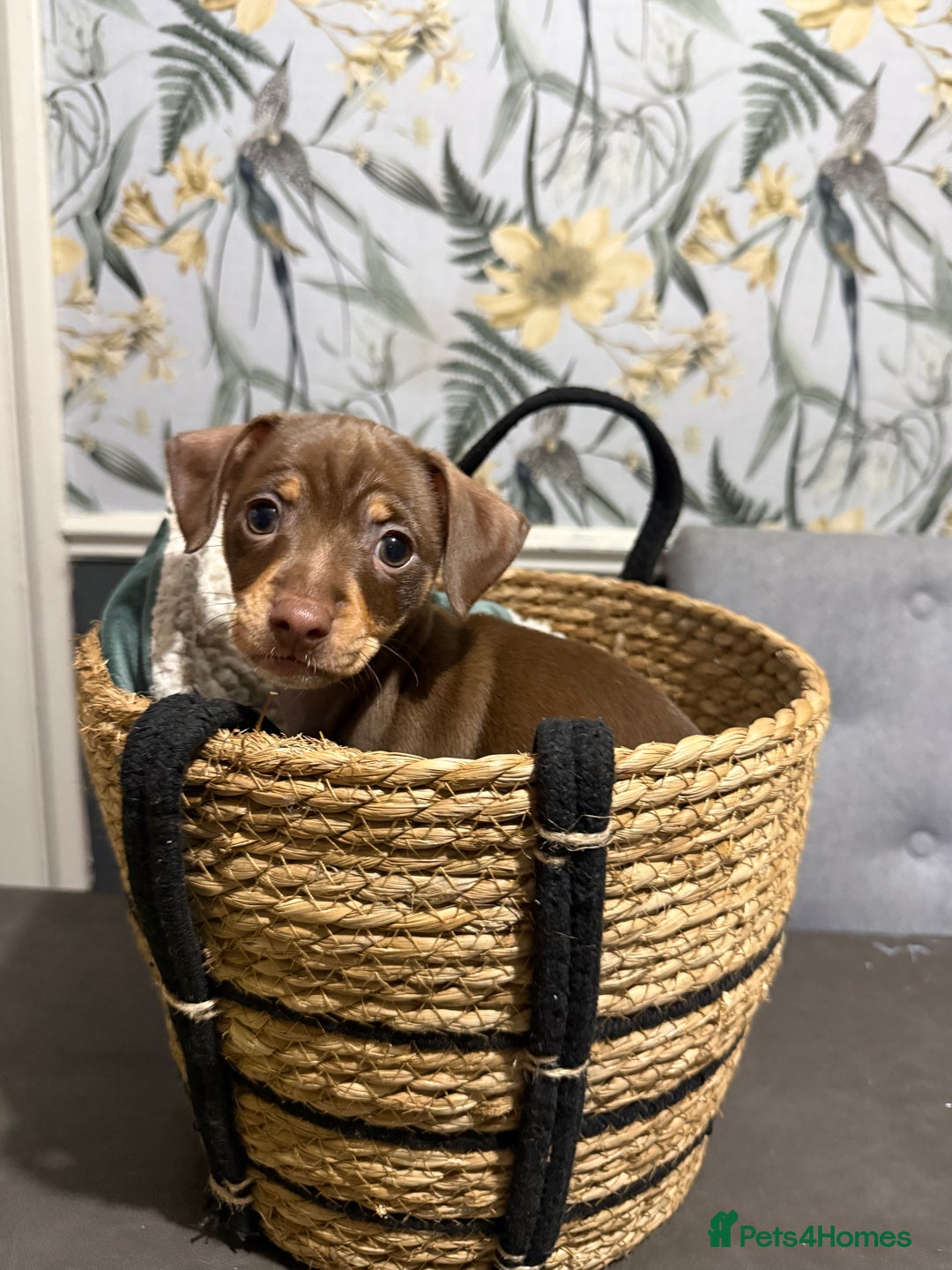 Chiweenie dogs for sale: Chiweenies 1 male 1 female available now.  - Advert 3