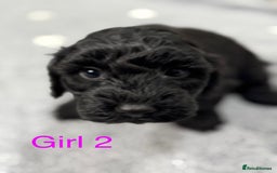 Cockapoo dogs for sale: Outstanding Cockapoos Fully Health Tested  - Image 20