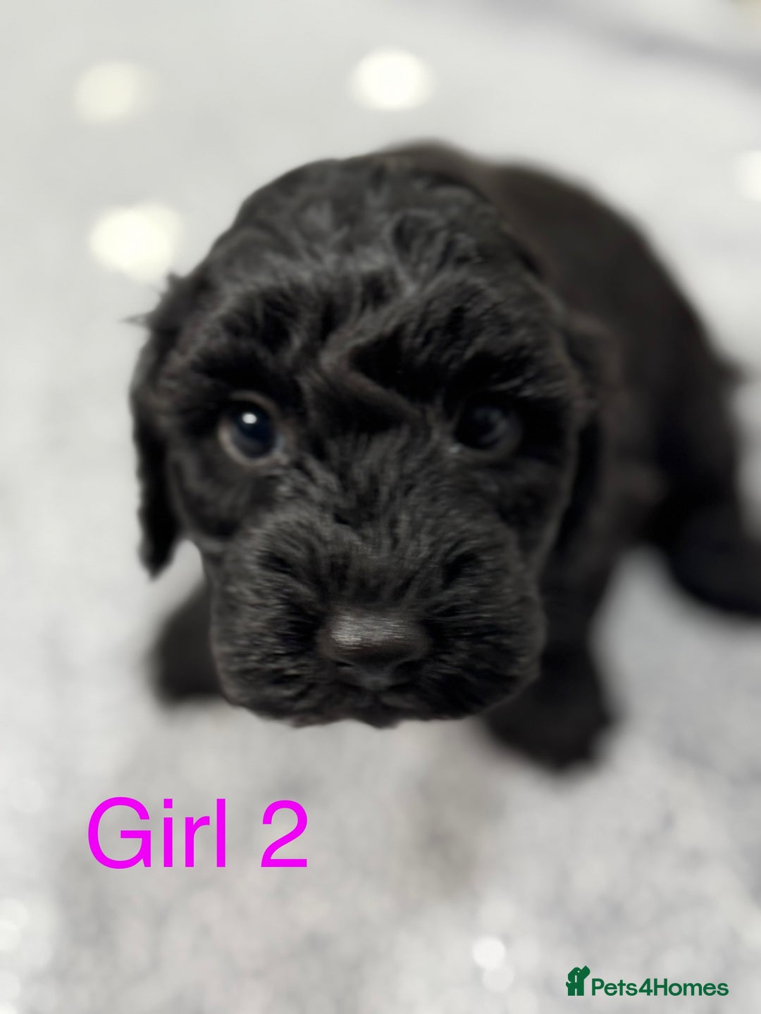 Cockapoo dogs for sale: Outstanding Cockapoos Fully Health Tested  - Image 20