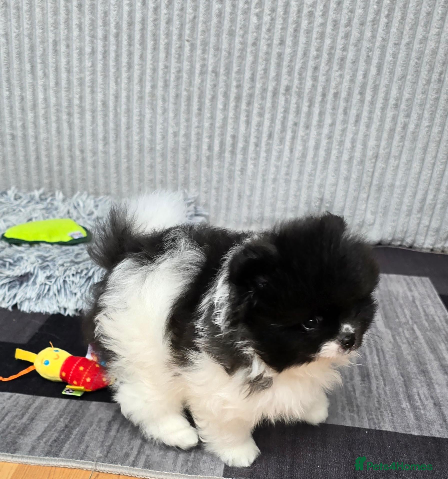 Pomeranian dogs Particolour Poms - Advert 2
