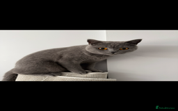 British Shorthair cats for sale: British shorthair Female  - Image 5