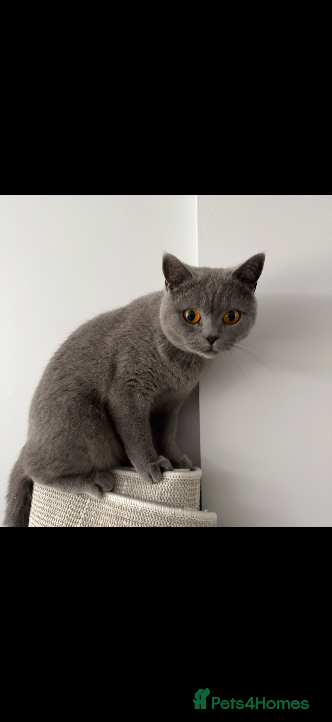 British Shorthair cats for sale: British shorthair Female  - Image 5