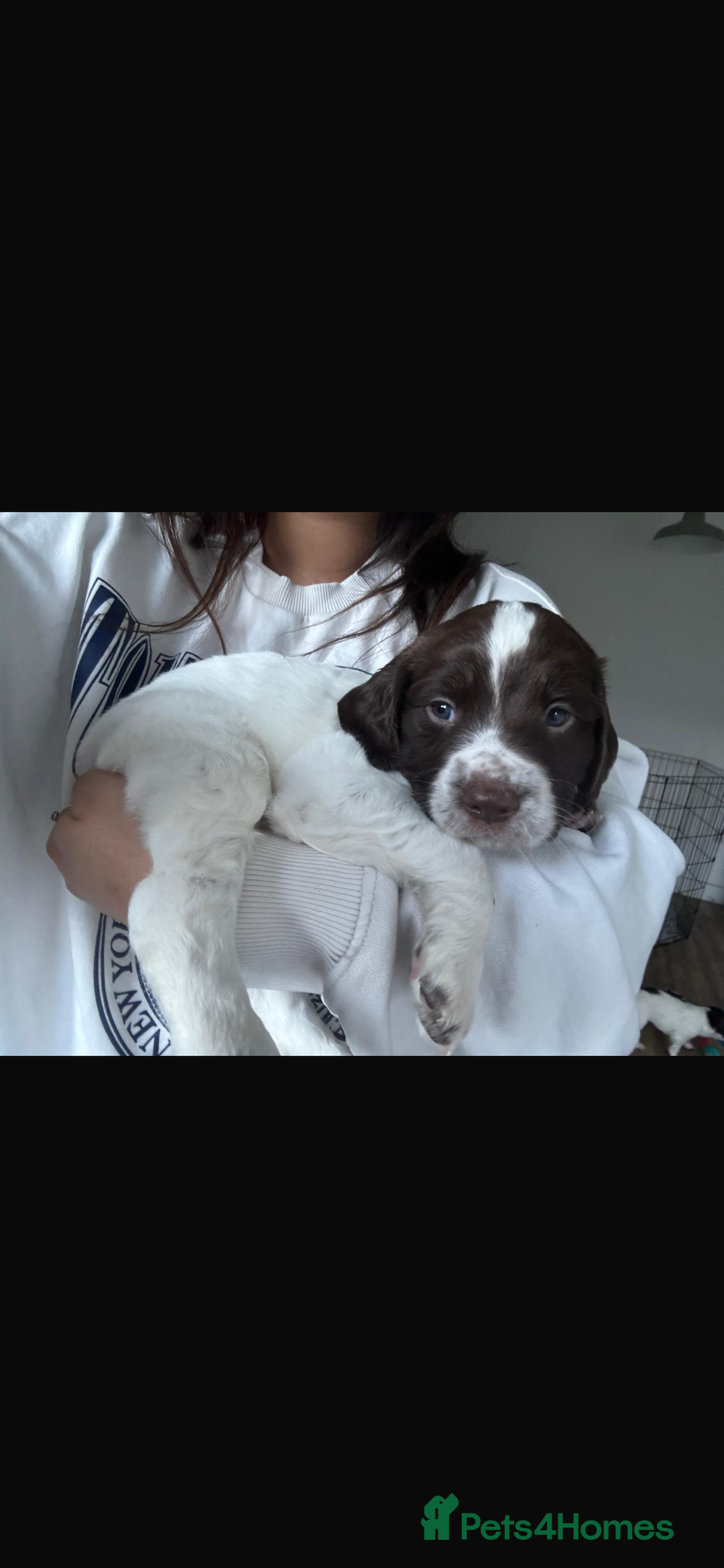 Sprocker dogs for sale: 2 male sprocker spaniels  - Advert 6