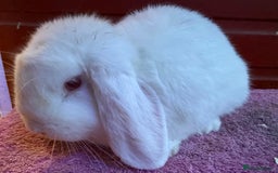 Netherland Dwarf rabbits for sale: Young Netherland Dwarfs for sale in Barrow-in-Furness - Image 13