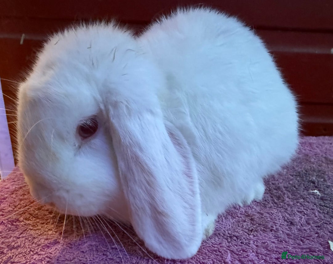 Netherland Dwarf rabbits for sale: Young Netherland Dwarfs for sale in Barrow-in-Furness - Image 13