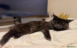 Maine Coon cats for stud: Mr Jasper - Image 5