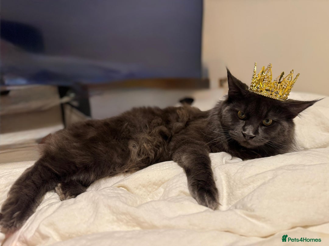 Maine Coon cats for stud: Mr Jasper - Image 5