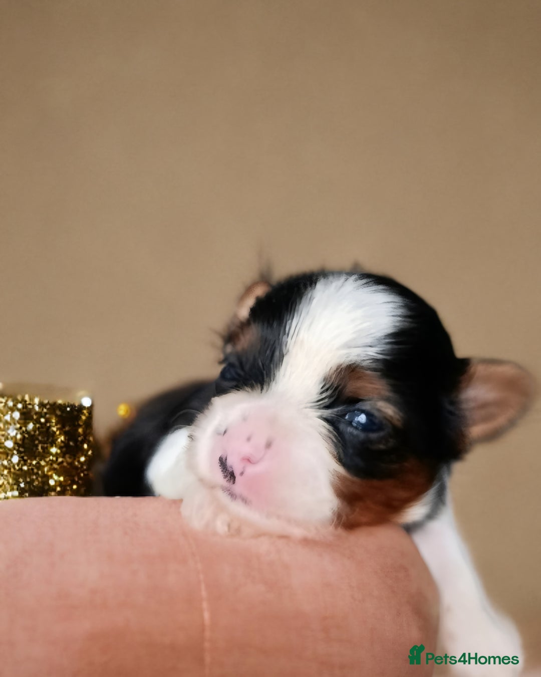 Yorkshire Terrier dogs for sale: Posh puppies😍😍 colorfull Yorkshire terrier🐶🐶🐶 - Advert 9