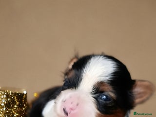 Yorkshire Terrier dogs Posh puppies😍😍 colorfull Yorkshire terrier🐶🐶🐶 - Advert 1