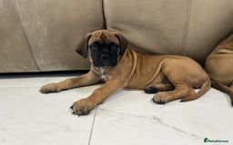 Bullmastiff dogs for sale: Courageous Bullmastiff Puppies. - Image 7