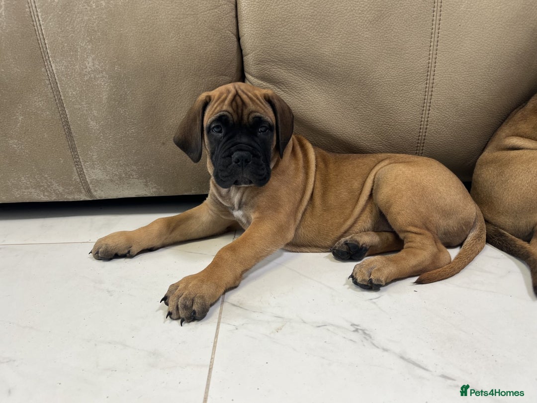 Bullmastiff dogs for sale: Courageous Bullmastiff Puppies. - Image 7