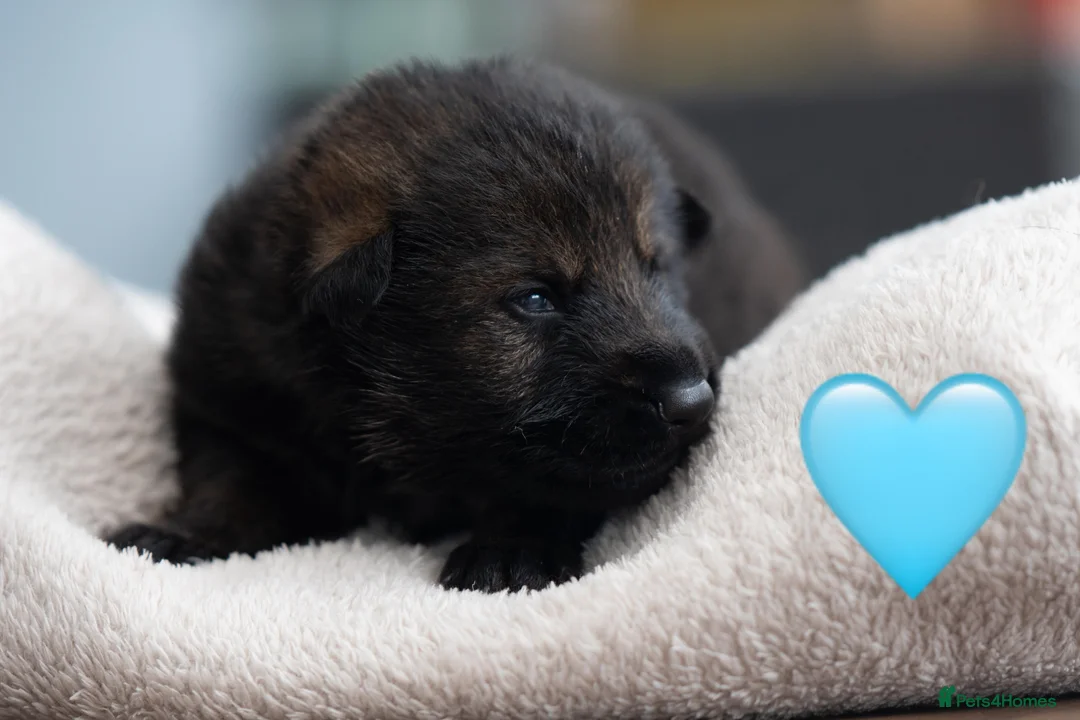 German Shepherd dogs for sale: Health tested Czech German shepherd puppies - Advert 2