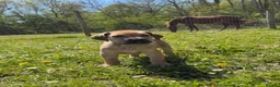 Boerboel dogs for sale: Topguard Kennels 2026 waitlist now open! - Advert 25