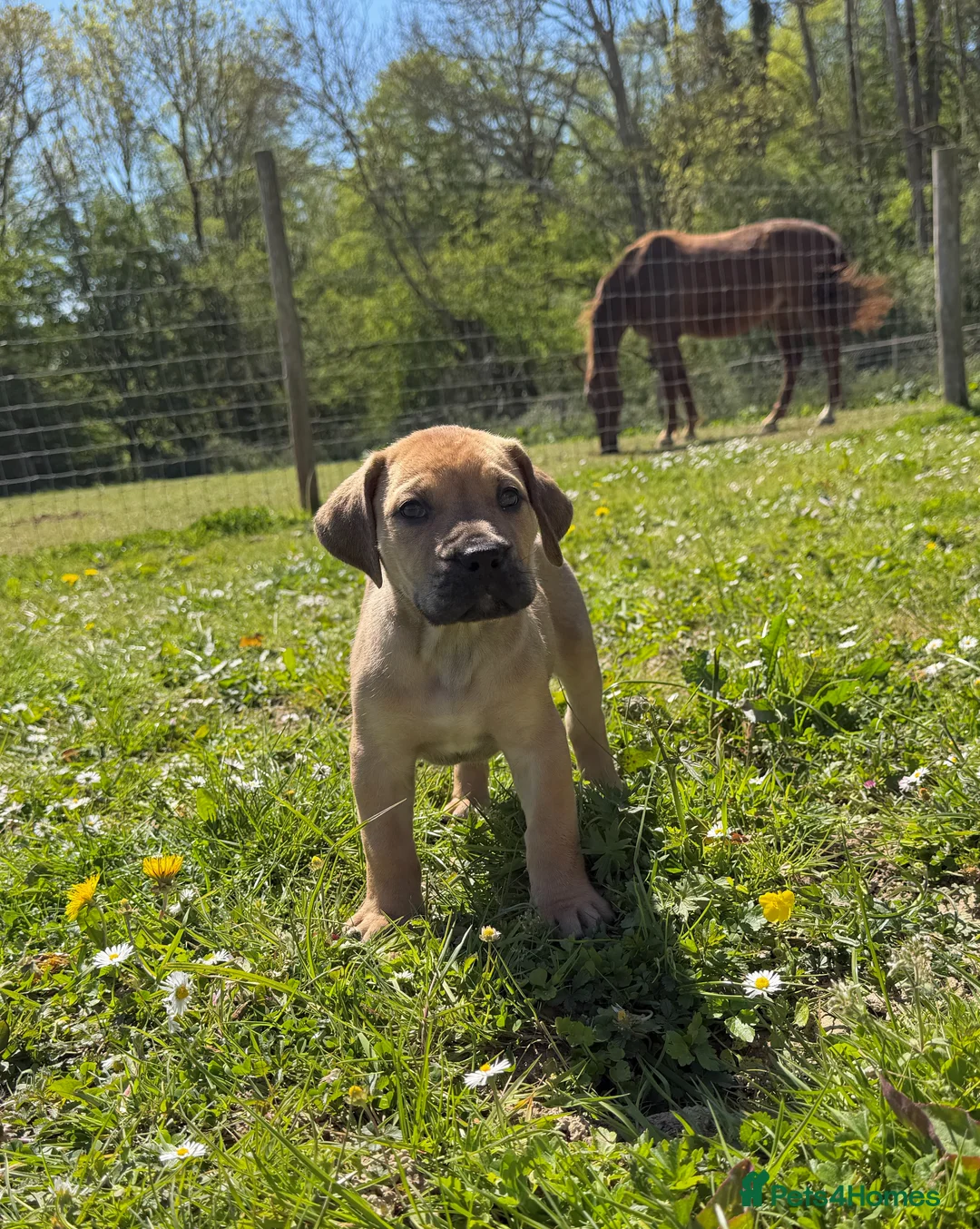 Boerboel dogs for sale: Topguard Kennels 2026 waitlist now open! - Advert 25