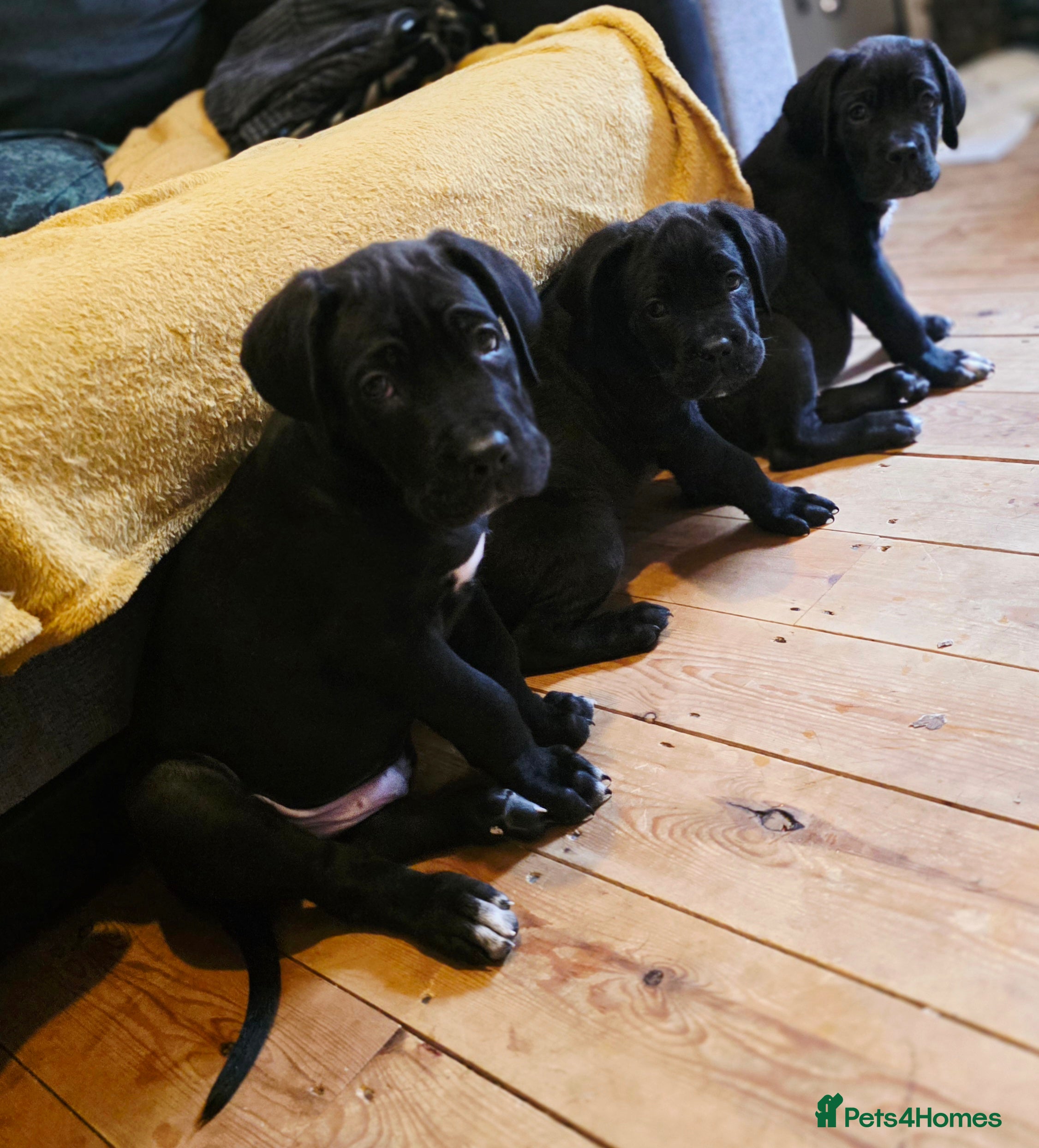Cane Corso dogs 1 CHUNKY, BEAUTIFUL FEMALE CANE CORSO AVAILABLE! - Advert 6