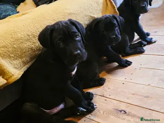 Cane Corso dogs 1 CHUNKY, BEAUTIFUL FEMALE CANE CORSO AVAILABLE! - Advert 6