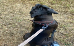 Cane Corso dogs for sale: Roxanna , aka. Roxy  - Image 4