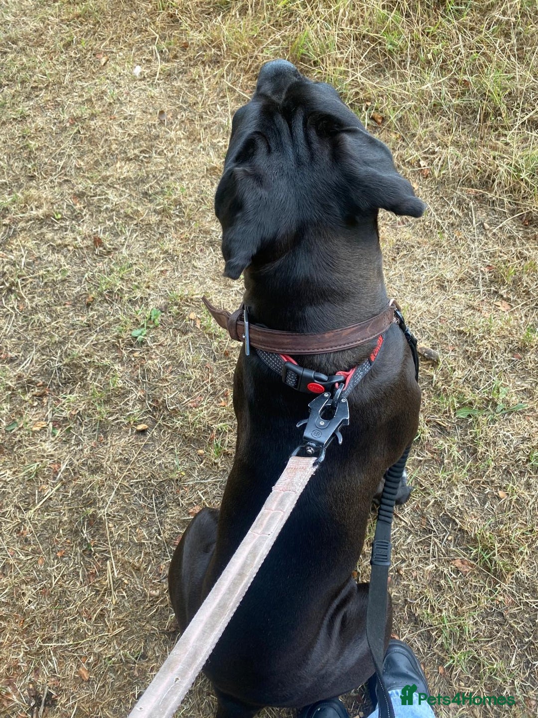 Cane Corso dogs for sale: Roxanna , aka. Roxy  - Image 4
