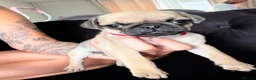 Pug dogs for sale: Pug Puppies - Advert 21