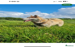 Siberian Husky dogs for sale: Boyka - Image 3