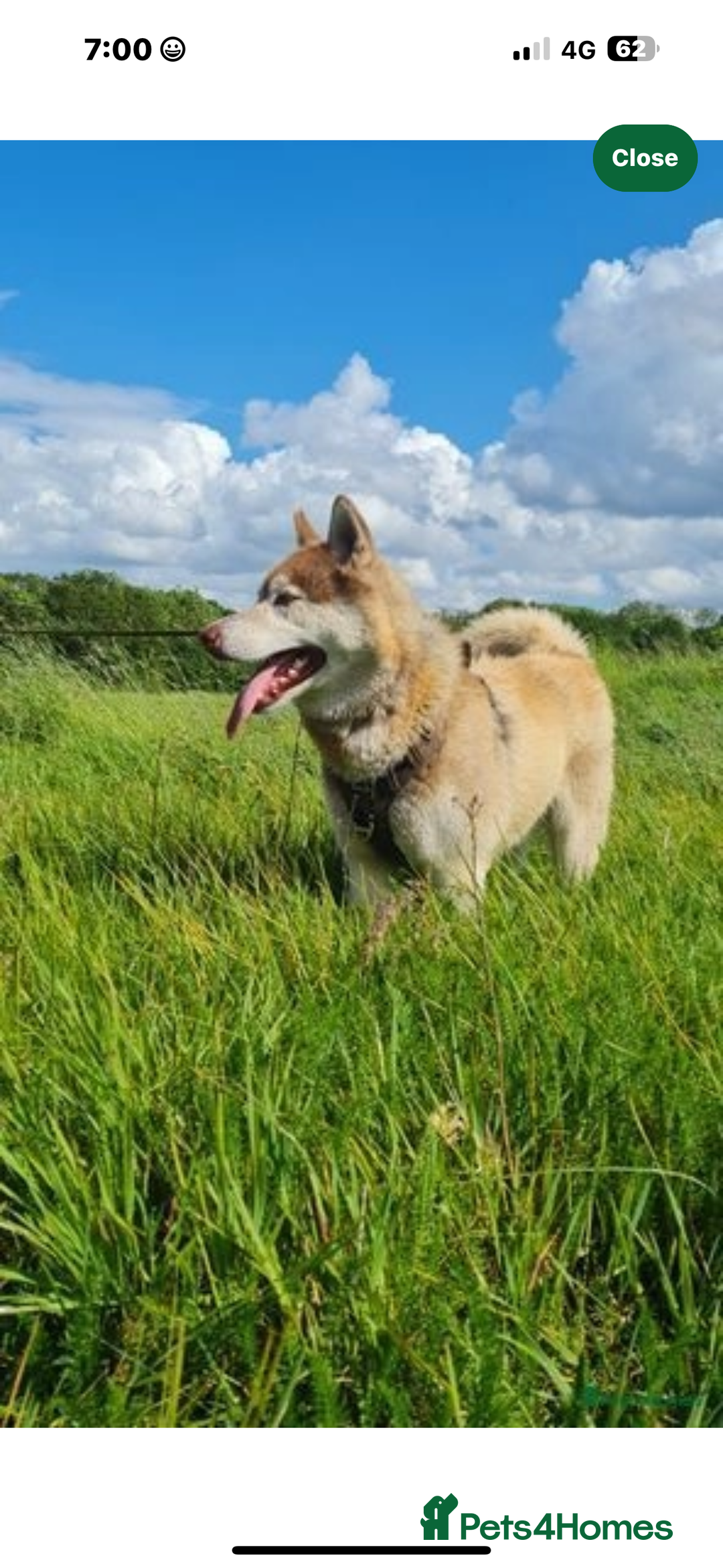 Siberian Husky dogs for sale: Boyka - Image 3