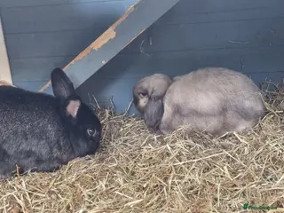 Mini Lop rabbits Male & Female rabbits - Advert 1