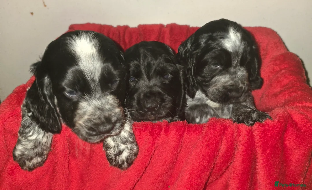 Cocker Spaniel dogs for sale: Cocker spaniel pups - Advert 2