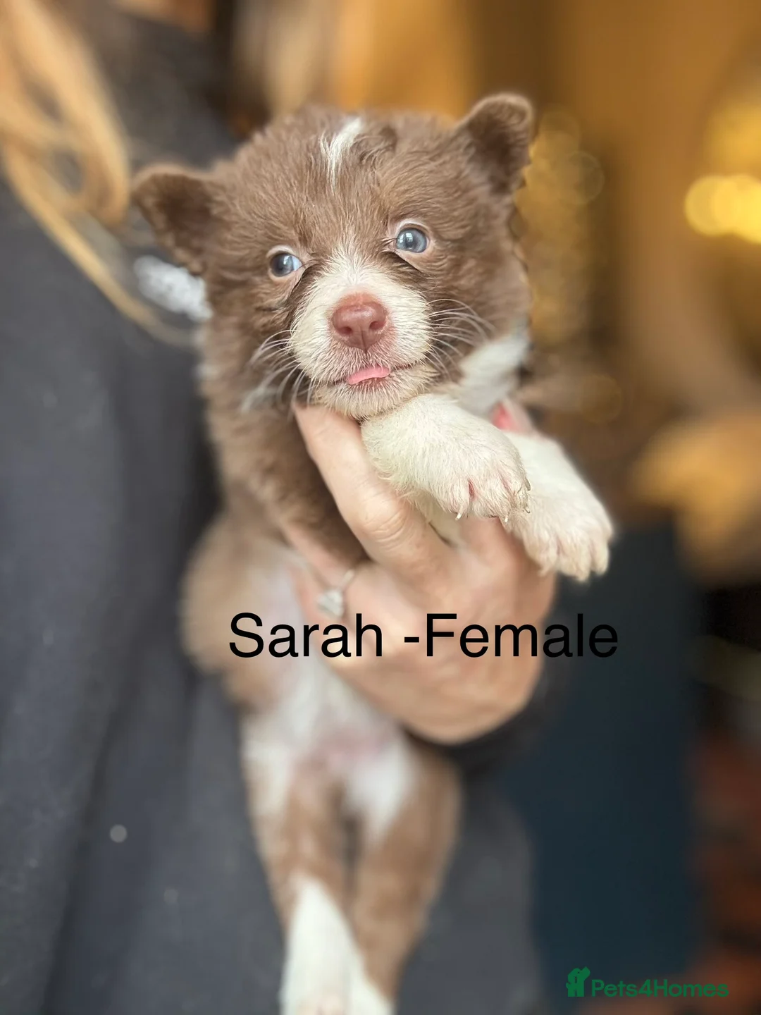 Border Collie dogs for sale: Pure Bred Border Collie Puppies For Sale - Advert 13