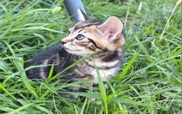 Mixed Breed cats for sale: Half Bengal kittens  - Image 9