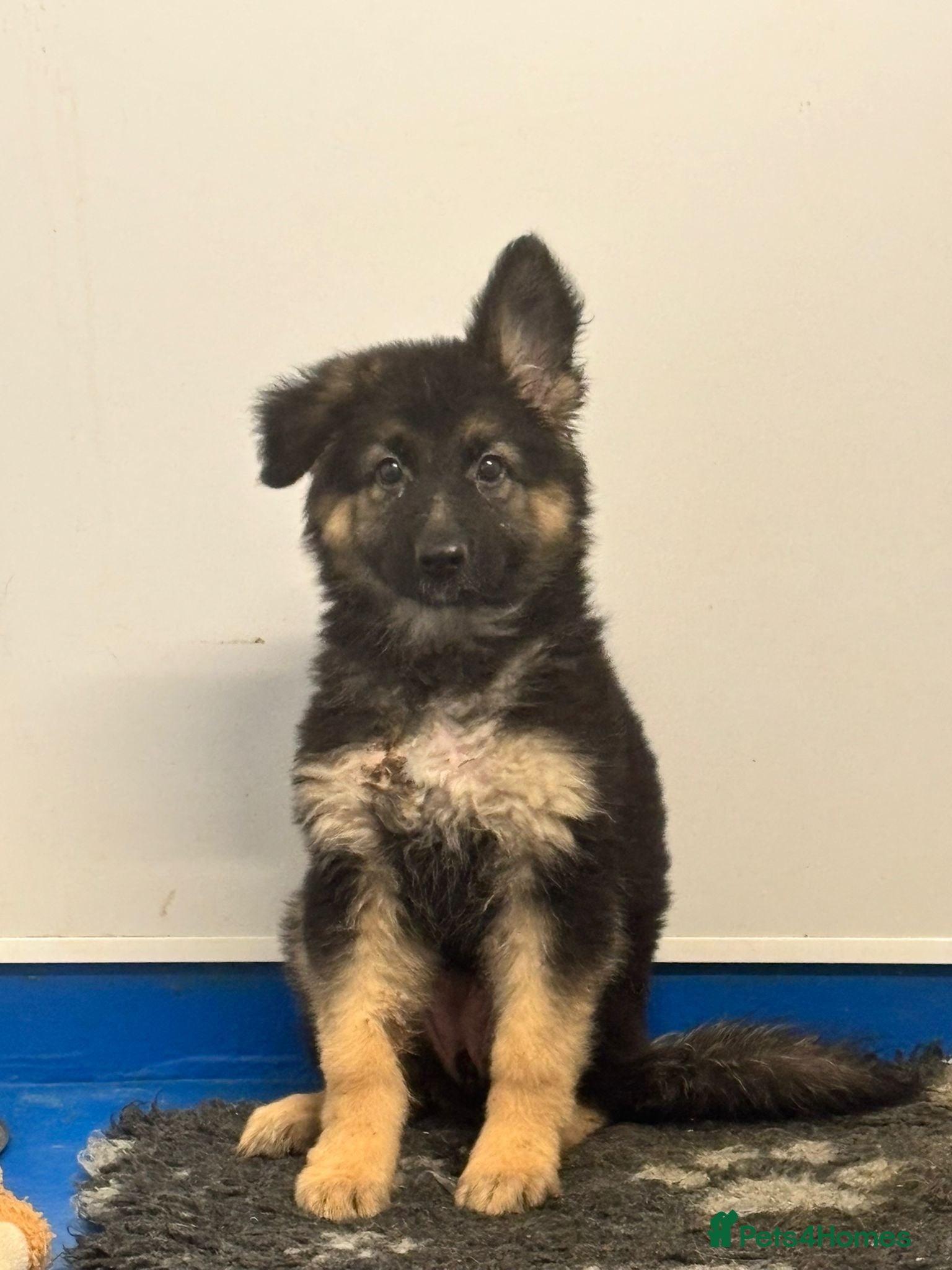 German Shepherd dogs Traditional Long Coat, Straight backed GSD Puppies - Advert 7