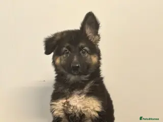 German Shepherd dogs Traditional Long Coat, Straight backed GSD Puppies - Advert 7