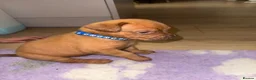 Dogue De Bordeaux dogs for sale: Dogue de bordeux puppies  - Advert 3