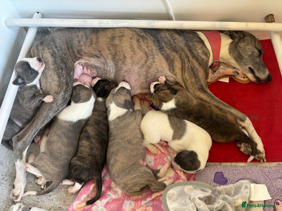 Whippet dogs for sale: Beautiful Blue Girl Whippet pup LAST ONE - Advert 12