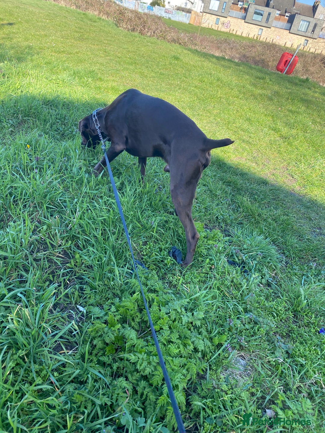 German Shorthaired Pointer dogs for stud: Chocolate Dog - Advert 2