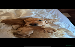 Cocker Spaniel dogs for sale: DNA Health Tested Merle Cocker Spaniel Puppies - Image 17