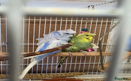 Budgerigars birds for sale: Helicopter Baby Budgies - Image 1