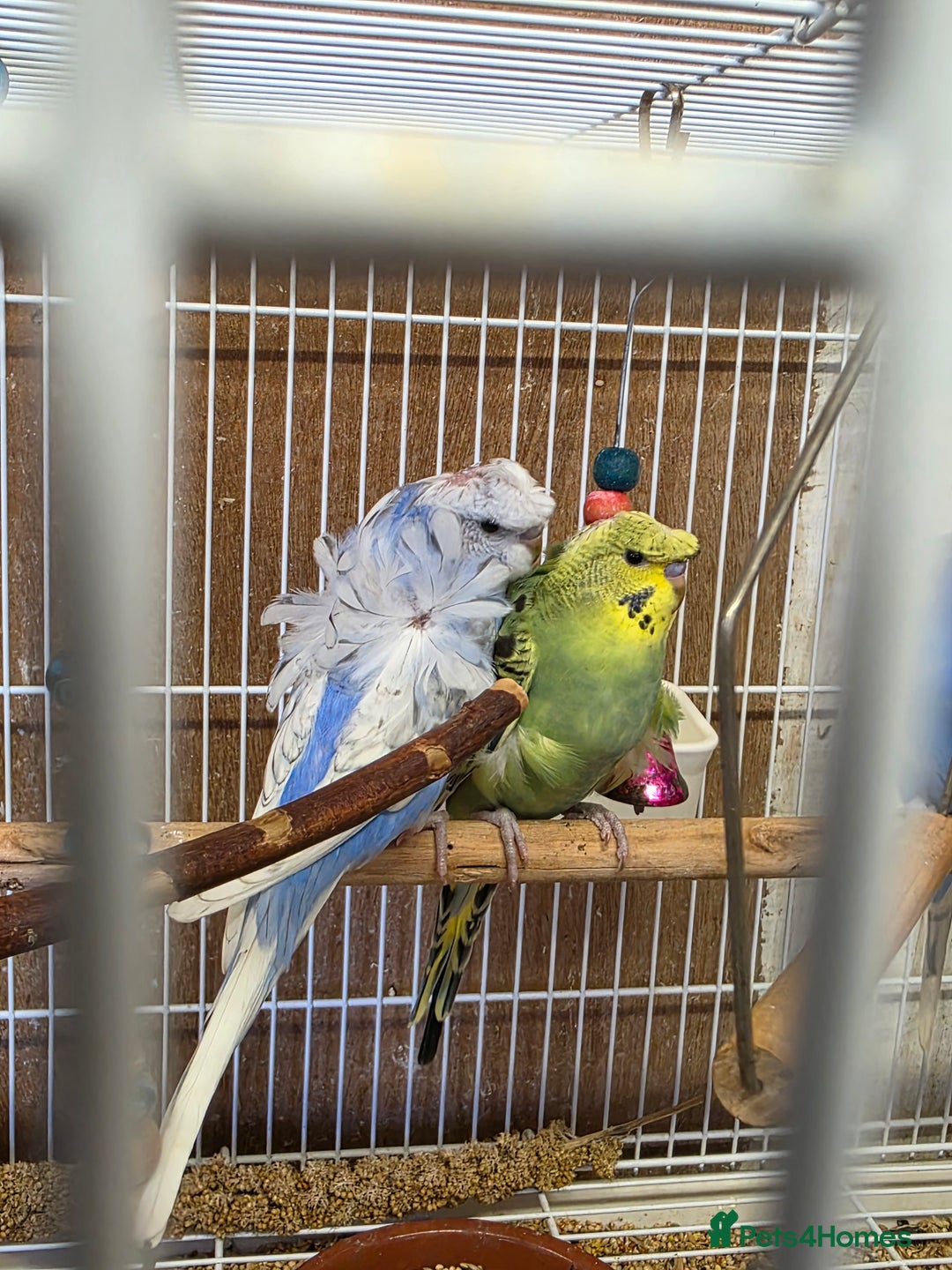 Budgerigars birds for sale: Helicopter Baby Budgies - Image 1