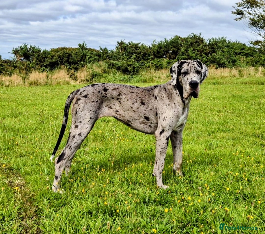 Great Dane dogs for sale: Beautiful Merle Female Great Dane  - Image 7