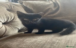 Mixed Breed cats for sale: Ready now beautiful little kittens - Image 3