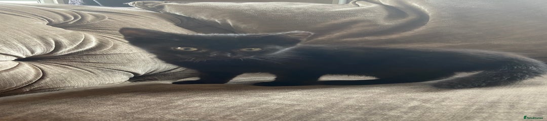 Mixed Breed Kitten 2