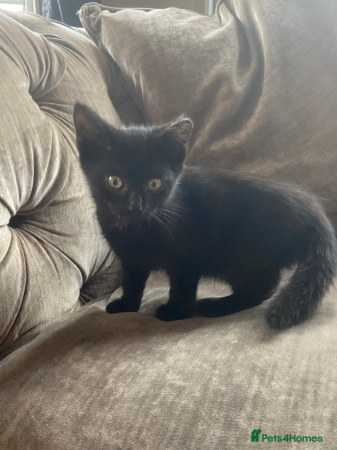 Mixed Breed cats for sale: Ready now beautiful little kittens - Image 3