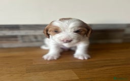 Cocker Spaniel dogs for sale: Baby Cocker Spaniels working type - Image 8
