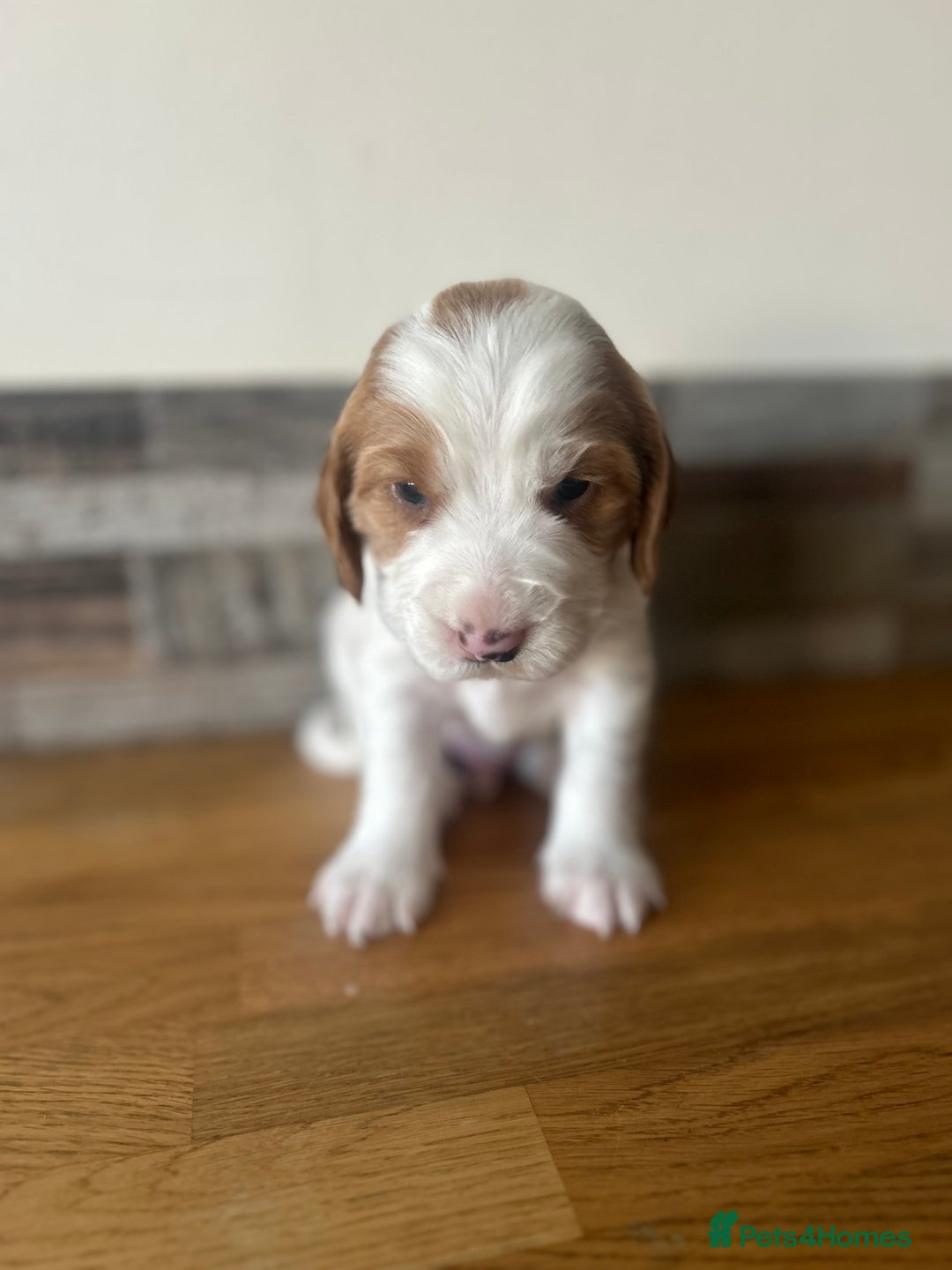 Cocker Spaniel dogs for sale: Baby Cocker Spaniels working type - Image 8