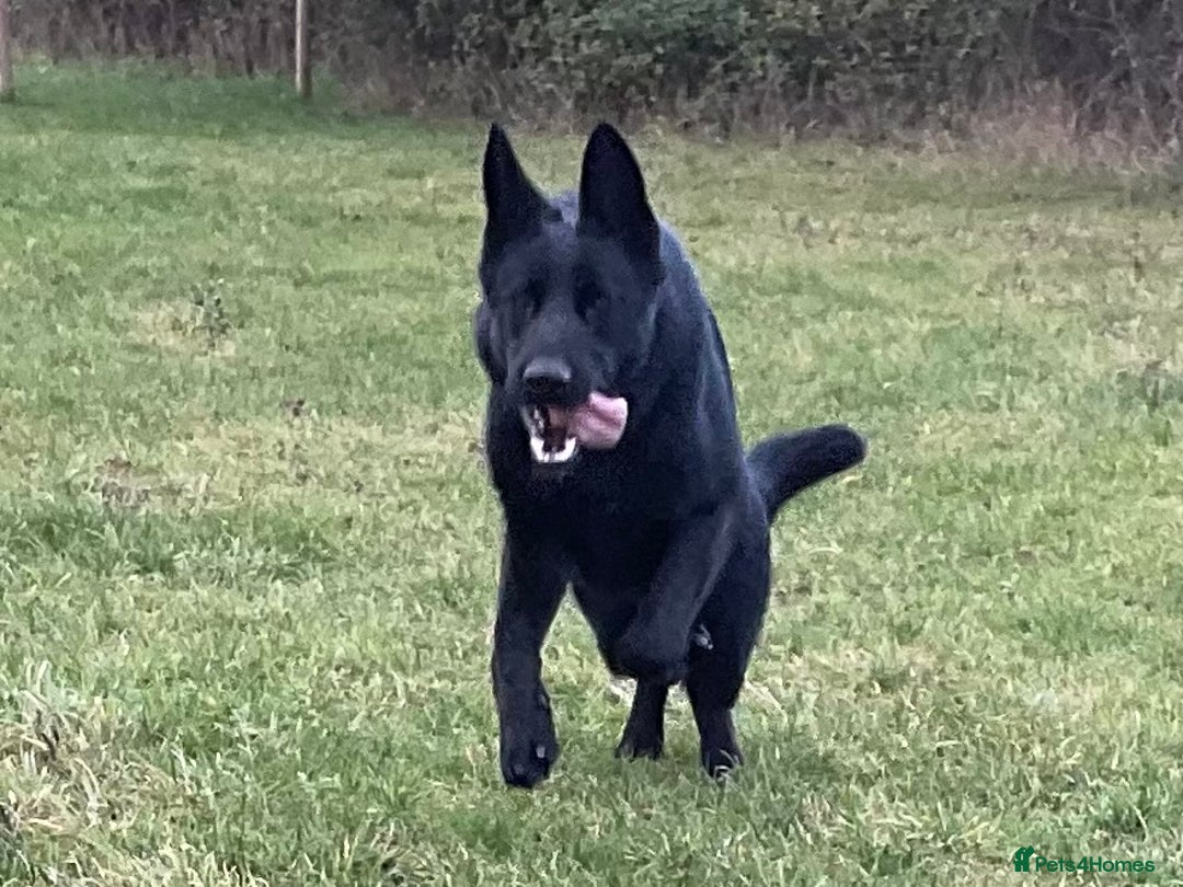 German Shepherd dogs for sale: Outstanding All Black Male  - Advert 2
