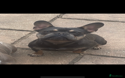 French Bulldog dogs for sale: Blue tan French bulldog female - Image 2